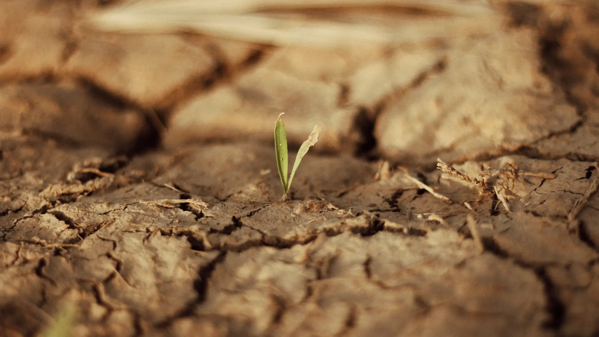 plant in landscape suffering drought