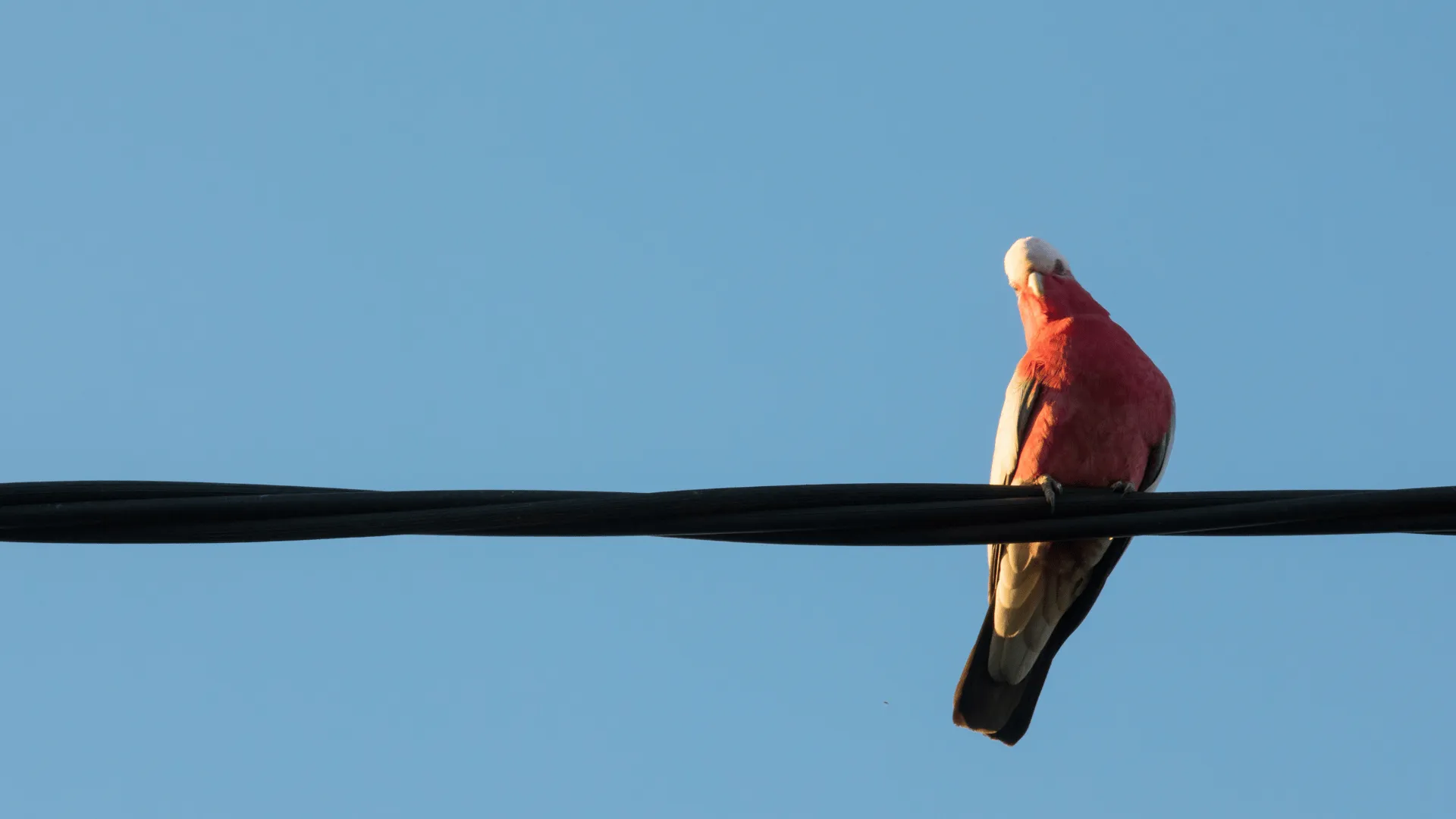 Gala sitting on electrical wire