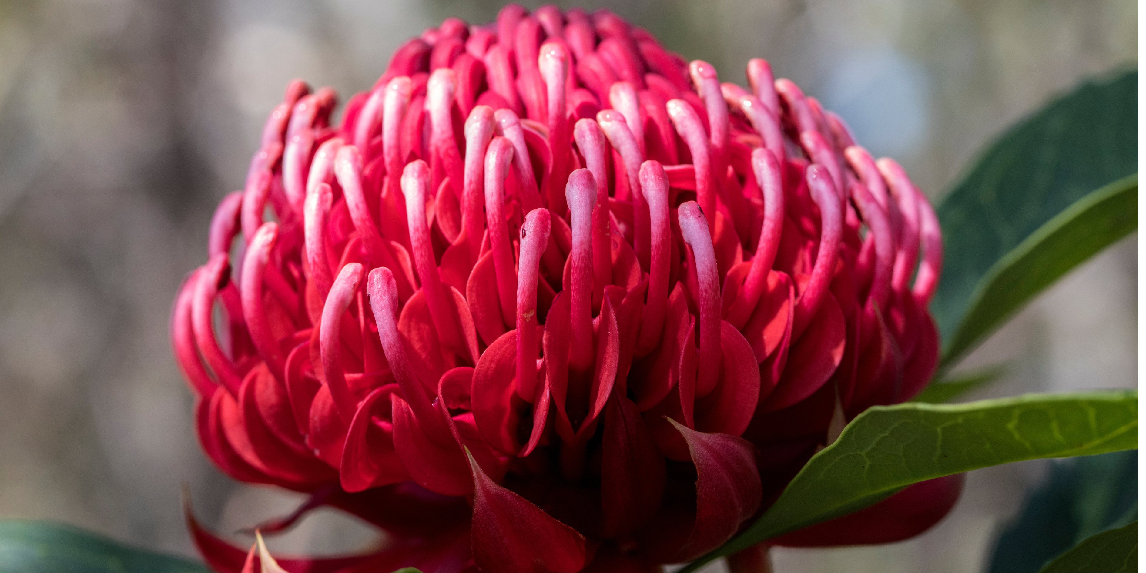 NSW Waratah